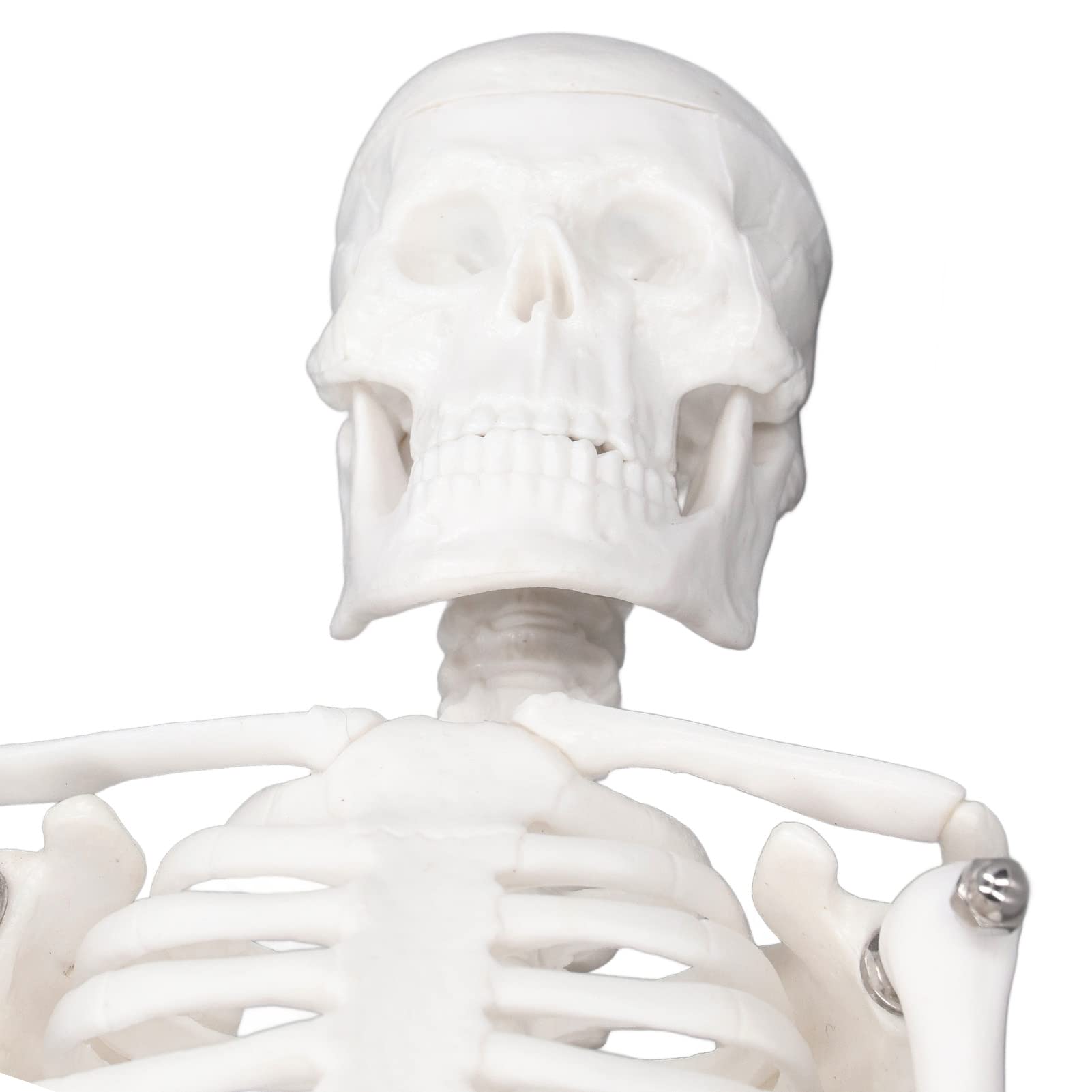 Mini Model Szkieletu Człowieka, Anatomiczny Model Szkieletu Medycznego, 45cm/ 17.7in Mini Model Człowieka z PVC z Pełną Strukturą Kości z Ruchomymi Ramionami, Nogami i Stojakiem do Nauczania