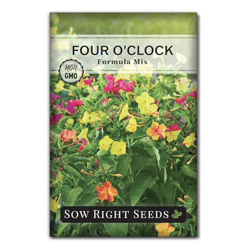 Grow Four O'Clocks From Seed: Say Hello to Beautiful Blooms - Peace ...