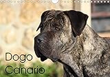 dogo canario wesen 14 Seiten bestehend aus 1 Coverbild | 12 Monatsbilder | 1 Indexseite. Inklusive Papprücken hinten und vorderseitig einer Klarsichtfolie.