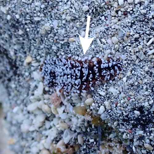 No New Species! With Takahiro Sugiyama, Ryutaro Goto, & Chlo&eacute; Fourreau