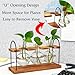 Plant Terrarium with Wooden Stand, The Ultimate Gift for Plant Lovers, Propagation Station with Retro Glass Bulbs, Creating a Stunning Tabletop Display of Hydroponic Greenery in Any Home or Office
