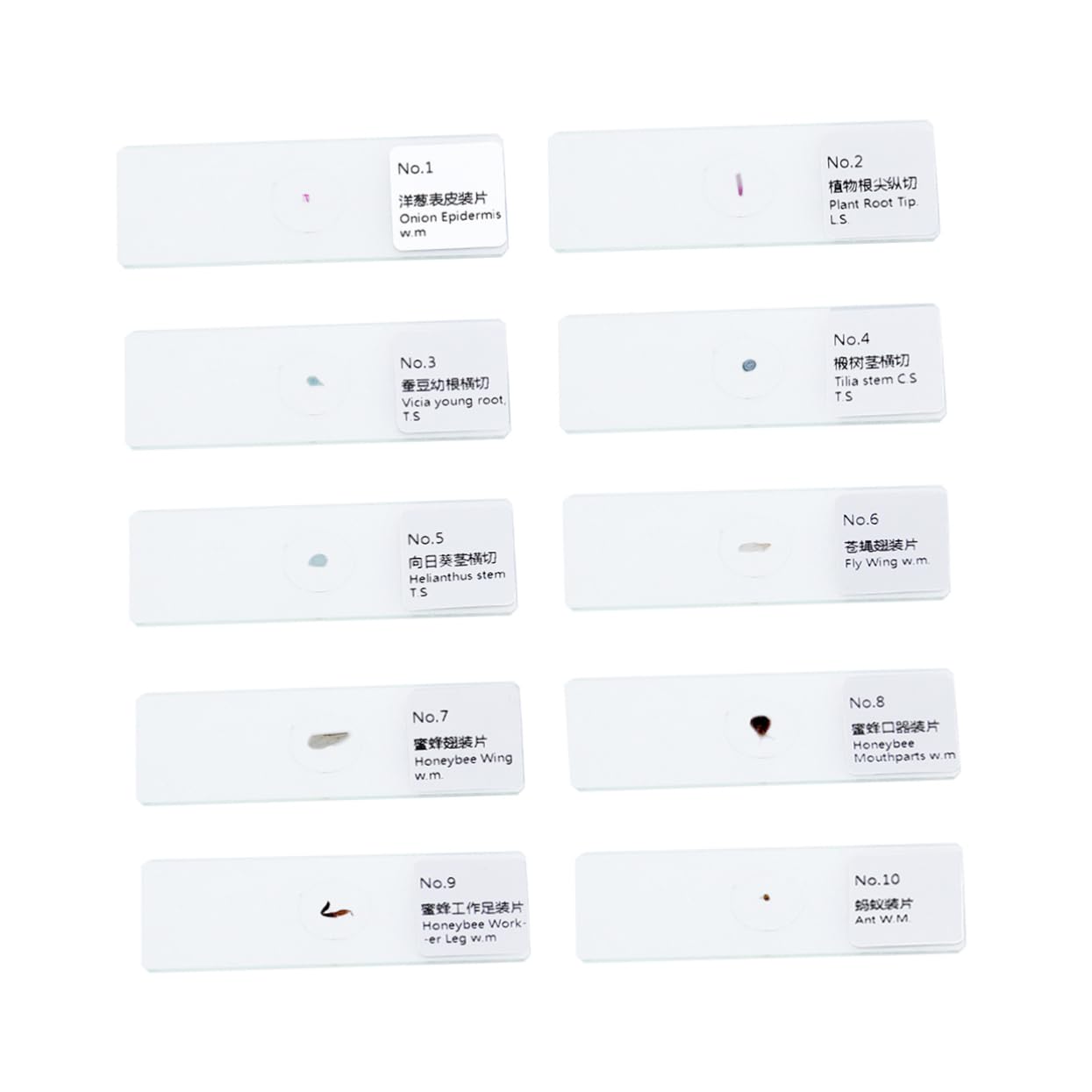 CIYODO Glass Microscope Specimen Slides Set/Plants Animals Specimen Slides for Boys and Girls