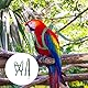 Felenny Vogelgeschirr Und Leine Verstellbare Vogelleine Unverzichtbares Zubehör Outdoor-Flug Anti-Biss Geeignet für Scharlachroten Ara Sun Conure Nymphensittich Papagei