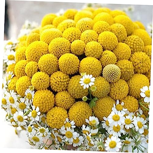 Ramo de flores secas Craspedia 20 piezas para decoración miniatura 3
