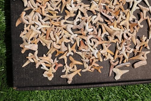 Image of Great Collection of Shark Teeth Fossil Shark Teeth Fossils for Kids Fossils from Morocco A248