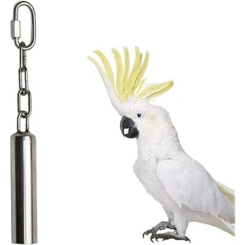 african cockatiel bird