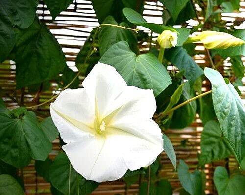 10 seeds of Ipomoea Moonflower Alba Strong Night Fragrant Vine (Ipomoea Noctiflora)