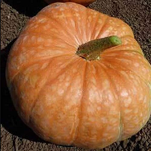 Amish Pie Squash Seeds - 4 Grams ~25 Seeds...