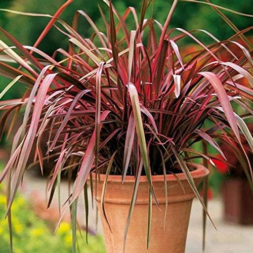 Outsidepride - 100semillas de la hierba ornamental perenne formio (Phormium tenax New Zealand Flax New Hybrids) para sembrar