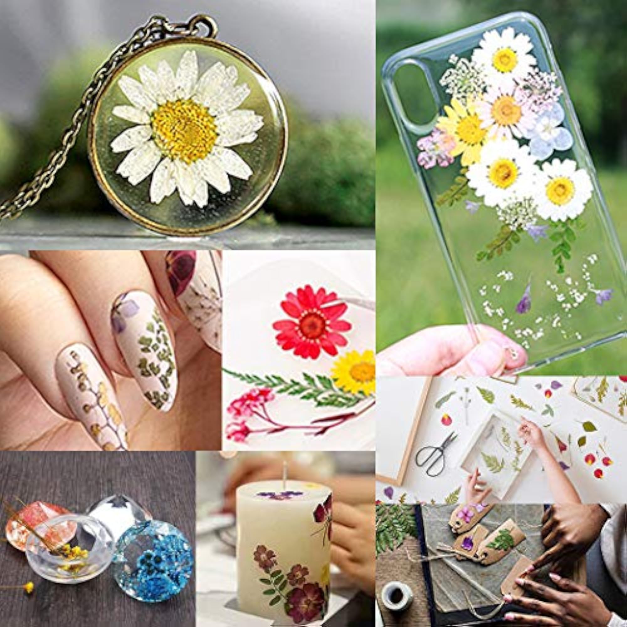 10PCS Daisy Pressed Flower Decorative Assorted Dried Flower Kit