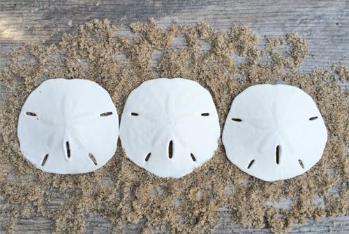 Real Sand Dollars 2.5 to 3 (3 Pack) Sand Dollar Wall Art & Ornament Set Beach Wedding Decor Nautical Party Table Decor Mini Shells for Crafts Coastal Gifts