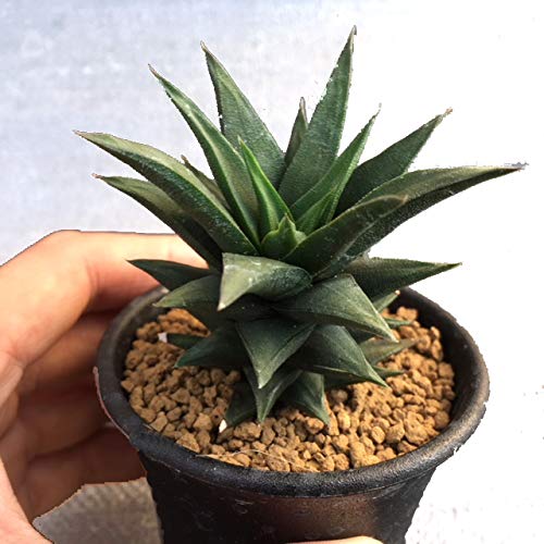 Amazon.co.jp: 多肉植物：ハオルチア 五重塔*幅6cm: ホーム＆キッチン