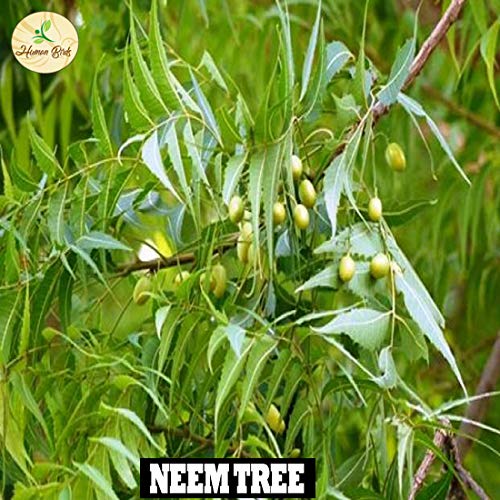 Image of Human Birds International - Seed Balls, Just Throw & Grow, Tree Seed Bombs, Seed Balls Return Gift, Seed Balls of Trees (Neem Seed Balls, 500)