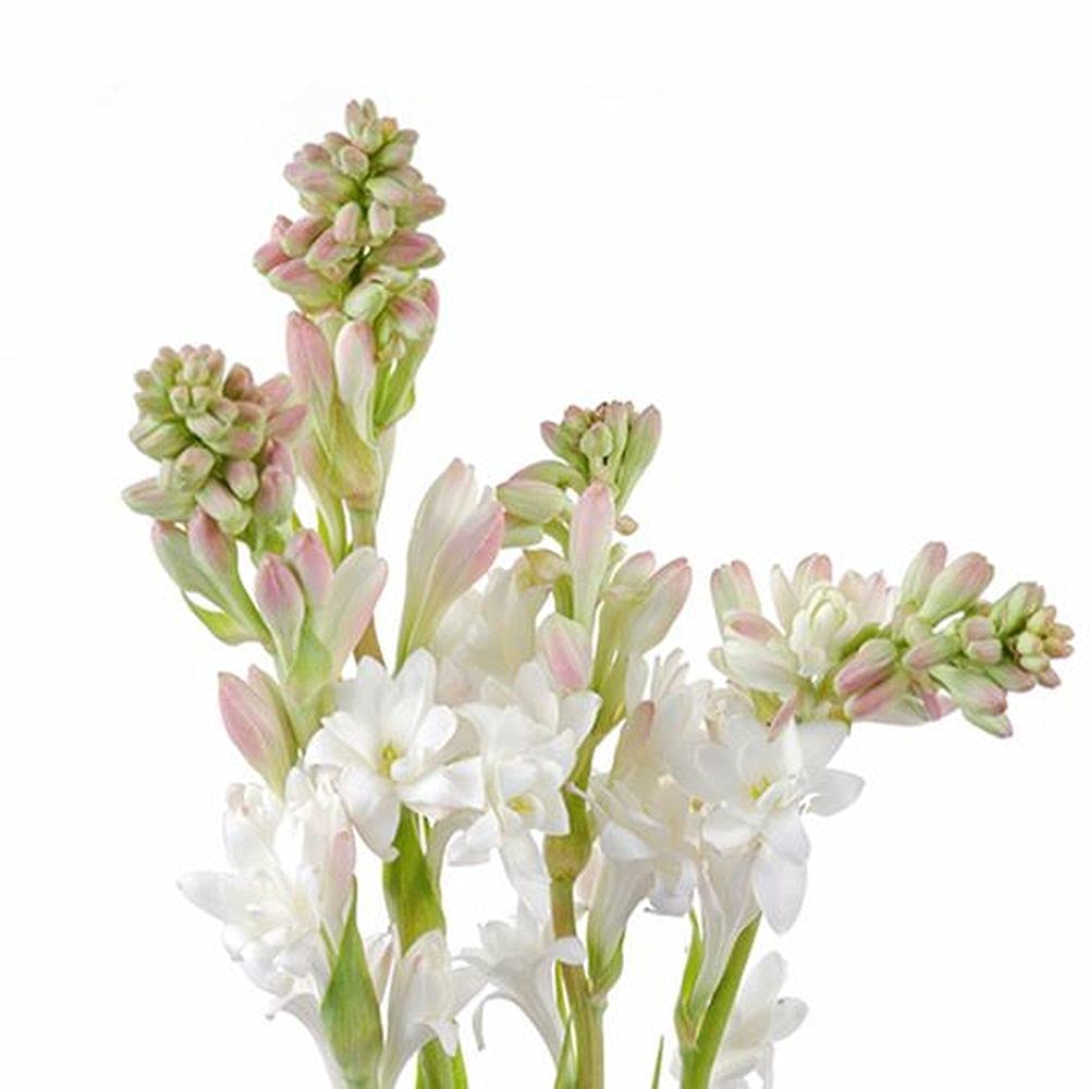 Tuberose/Rajnigandha (Polianthes) Aromatic Flower Bulbs (Double Petals Flowers) Good Germination (LIVE GREEN) (5 Bulbs) (LG-SEEDS-237) (B0995GCY8N) Amazon Price History, Amazon Price Tracker
