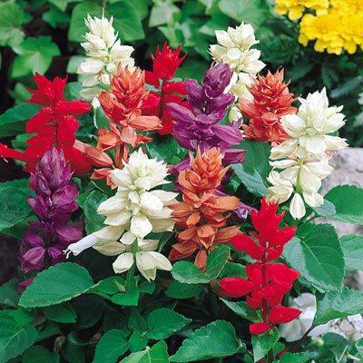 Biocarve Salvia splendens F1Cleopatra Mixed - Pack of 50 Seeds (B01ASWR0RU) Amazon Price History, Amazon Price Tracker