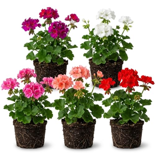 Pack of 2 Mix Geranium Plants 3-6 Inch Live Geranium Plants Hardy and Perennial