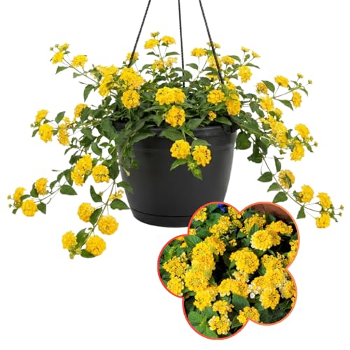 Trailing Lantana Plant Live, Perennial Flowers, Lantana Live Plants 4 Inch Tall, Planting Outdoor...