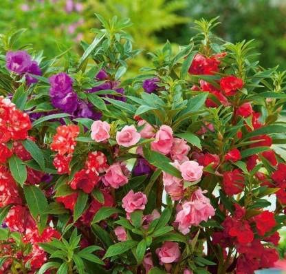 ™ZX-balsam Flower Tom Thumb Mix GMO 100-503 seeds-S282 : Amazon.in