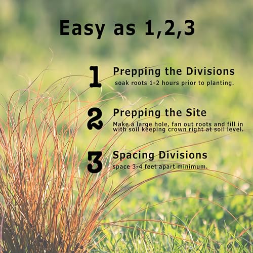 Bloomingbulb Ornamental Grass, Silver Feather Grass, Outdoor Planting, Decorative Garden, 3 Root Divisions, Zones 4-9