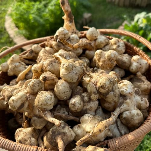 6Bulbos Tubérculos de alcachofa de Jerusalén para exóticas Tubérculos de alcachofa de Jerusalén cebollas frescas Comprar de invierno de acónito
