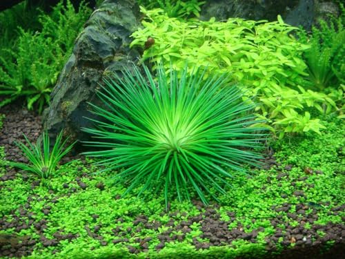 AquaOne Aquarium Pflanze In Vitro Eriocaulon cinereum Wasserpflanze 1-2-Grow. Aquariumpflanze Becher Labor-Aquarienpflanzen Dekoration Aquascaping