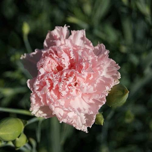 Miniatura 5 de 50 La France PINK CARNATION Dianthus Caryophyllus Chabaud Flower SeedsComb S/H de Seedville