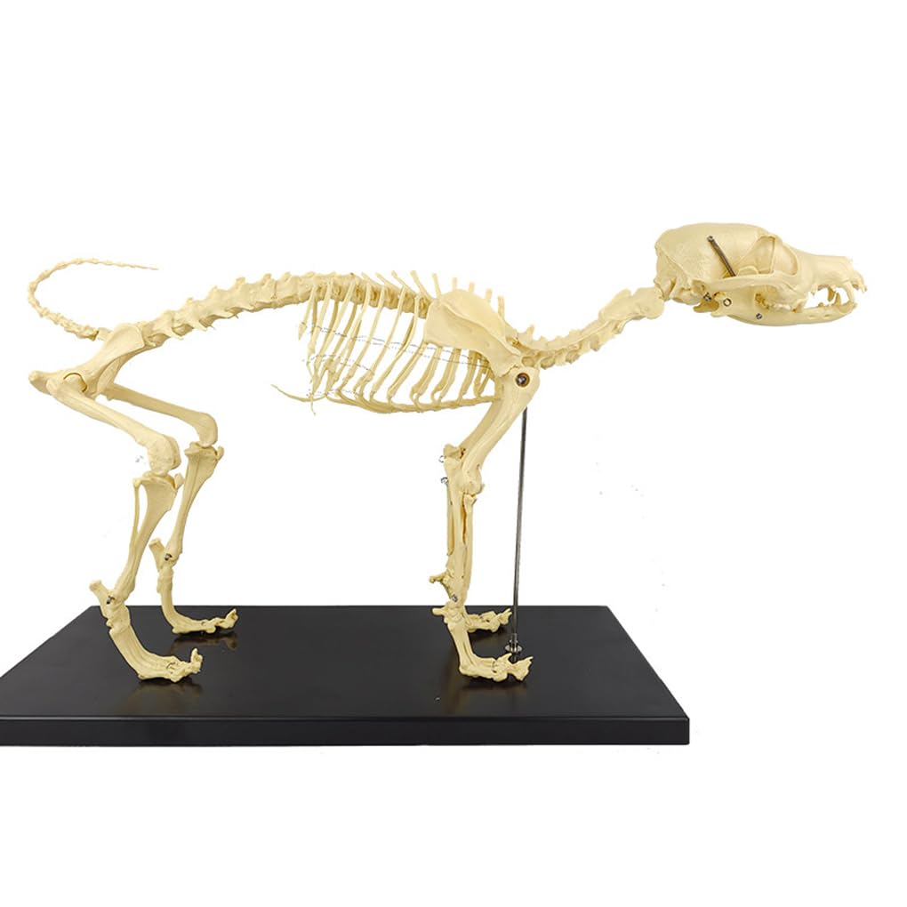 Animal Model, Dog Skeletal Anatomical Model,Pet Dog Skeleton Model Canine Skeleton Animal Dog Anatomy Canine Joints Dog Joints Dog Skeleton