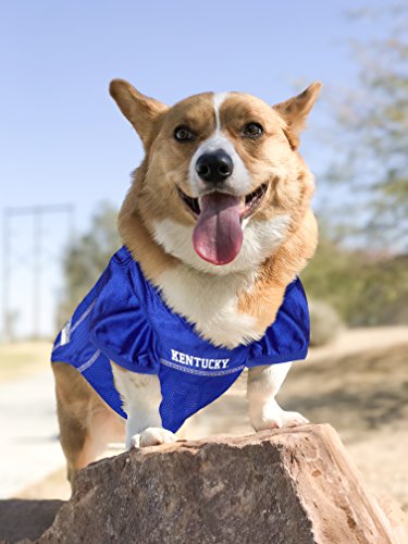 Image of Pets First Collegiate University of Kentucky Wildcast Dog Mesh Jersey, Small