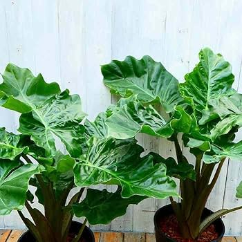 Amazon.co.jp: アロカシア ローライダー 7号鉢 大型種 観葉植物