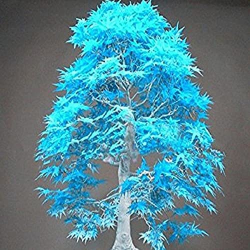 Qauzuy Garden 10Pcs Rare Japanese Ghost Blue Maple Seeds Unique Splendid Color Striking Potted Shrub Tree Bonsai Plant Non-Gmo Heirloom Tree Seeds #TOP2