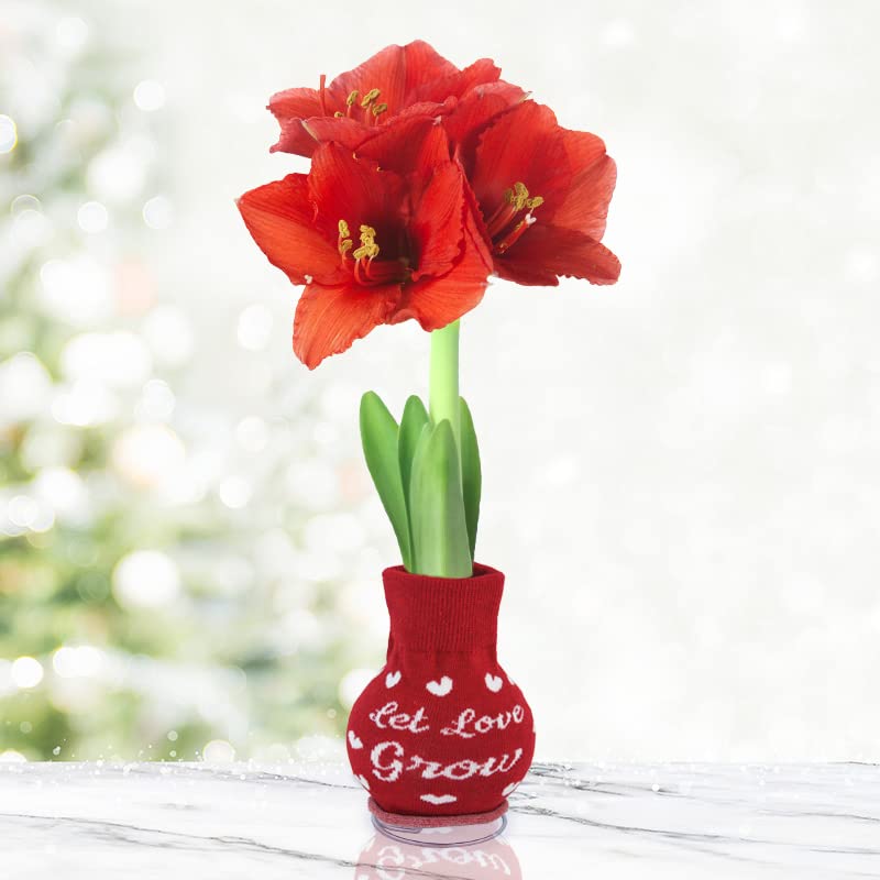 Let Love Grow Sweater Amaryllis