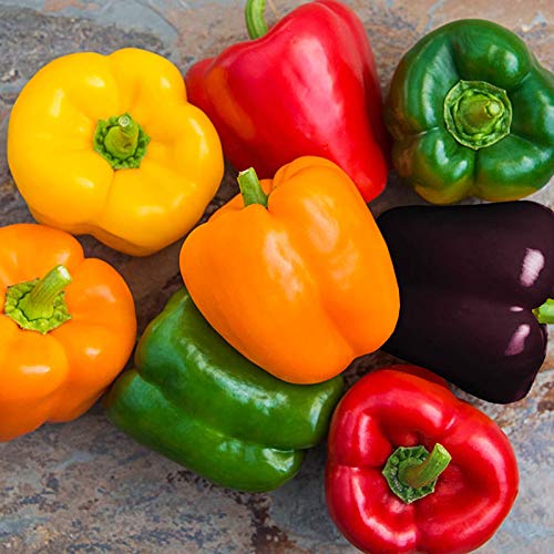 Seeds Sweet Bell Pepper Rainbow Red Mix Vegetable for Planting Heirloom Non GMO