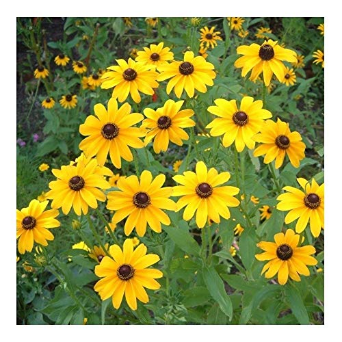 Price comparison product image PREMIER SEEDS DIRECT RUDBECKIA HIRTA - Black Eyed Susan - 2000 Finest Seeds