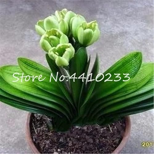 Seed 100 Pcs Mixed Clivia Rare Rainbow Clivia Flower Potted Plants Dedicated Windowsill Perennial Flower Home Garden Plant - (Color: b) Seed 100 Pcs Mixed Clivia Rare Rainbow Clivia Flower Potted Plants Dedicated Windowsill Perennial Flower Home Garden Plant - (Color: b)