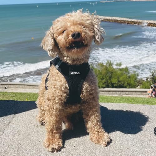 Image of Best Pet Supplies Voyager Step-in Air Harness - All Weather Mesh, Reflective, No Pull Harness for Dogs, Cats - Secure with Hook & Loop Fastener, Buckle, Double D-Rings - Black, XXXS