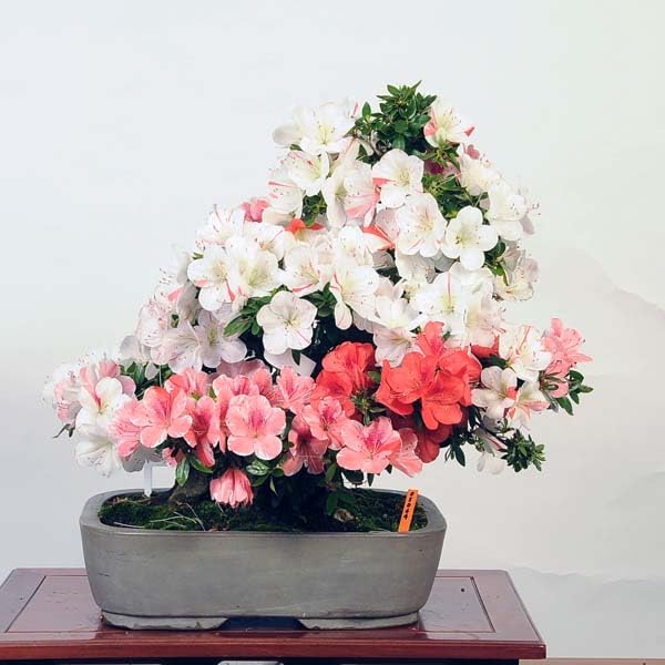 Amazon.co.jp: 遊恵盆栽 特選：皐月(旭の泉)現品*さつき サツキ