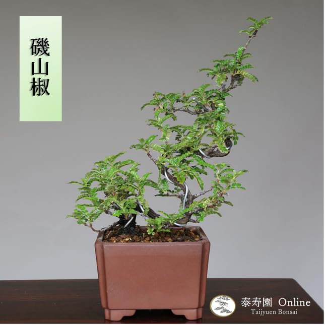 Amazon.co.jp: 磯山椒 小品盆栽【泰寿園 Online】 : DIY・工具・ガーデン