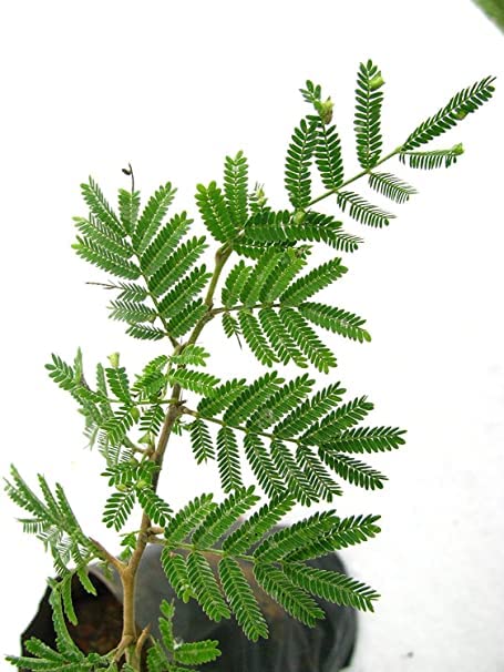 Mphmi Prosopis Cineraria, Shami, Sami - Plant (B096WCX5YP) Amazon Price History, Amazon Price Tracker