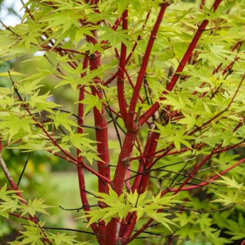 Carbeth Plants Acer Coral Bark in 10cm Pot