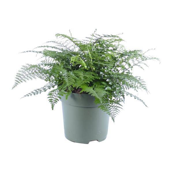 Nestfarn Asplenium Parvati Zimmerpflanze Ø27 cm 50 cm