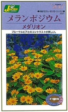 Amazon カネコ種苗 園芸 種 Ks0シリーズ メランポジウム メダリオン 草花0 261 花