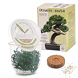 REGALO PERFECTO - Para jóvenes y mayores, hombres, mujeres o niños y para todo tipo de ocasiones. Este kit del árbol de los Bonsai hará feliz a cada recipiente y les dará un pulgar verde!