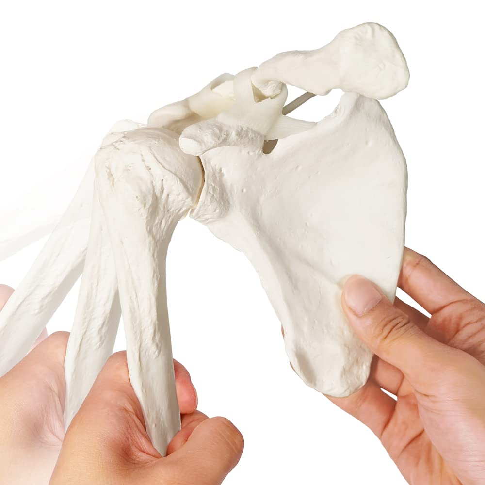 Modello scientifico di scheletro del braccio umano, braccio anatomico a grandezza naturale, scapolsi e ossa articolata della mano,Include manuale dettagliato del prodotto e garanzia di 3 anni