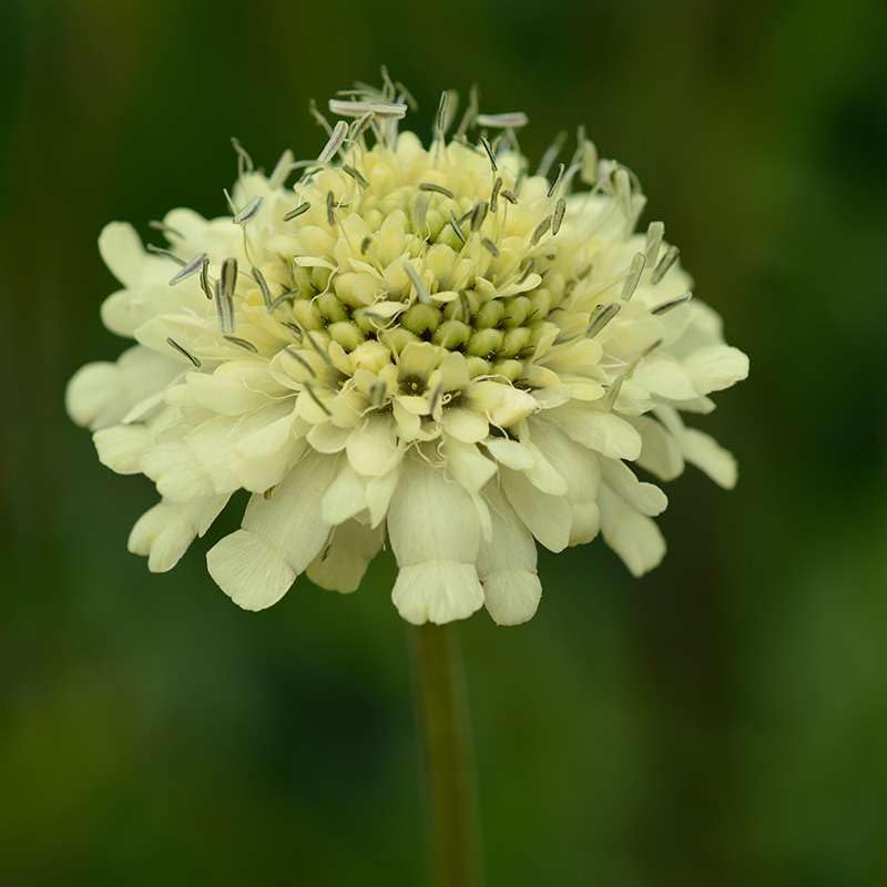 Cephalaria gigantea Giant scabious 3 Plug Plants