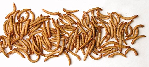 5KG STANDARD WILD BIRD DRIED MEALWORMS SOLD BY MALTBY'S CORN STORES (EST 1904)