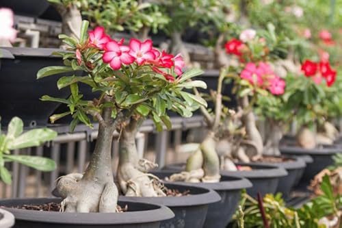 Substrato Rosas do Deserto Pronto Uso 3 Kg