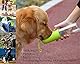 PETKIT P008 Reiseflasche EVERSWEET Travel One-Touch, grün, EVTGN, 400ml, Hund