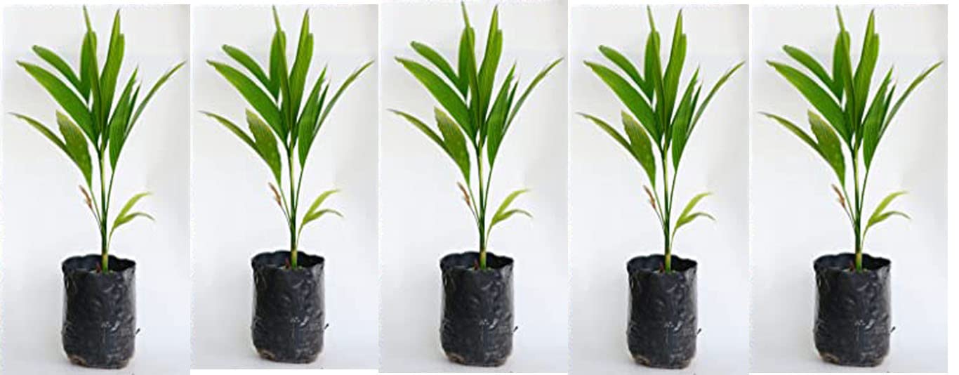Hybrid Dwarf Arecanut Betel Nut Supari (Combo of 5 Live Plant) - 2 feet height (B0C1GYWX5W) Amazon Price History, Amazon Price Tracker