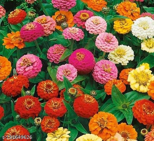 JIGNISHA SEEDS Zinnia Mix Flower Seeds (30 Seeds Pack) Fragrant Flowering Plants Seeds for Home Gardening | Natural and Real Planting Seeds for Indoor Home Decor | Summer Flowering Seeds for Lawn (B0BZDRF256) Amazon Price History, Amazon Price Tracker