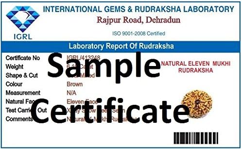 Divya Shakti 100% Original Indonesian Eleven Face Rudraksha (11 Mukhi Rudraksh) 12 M.M Small Size